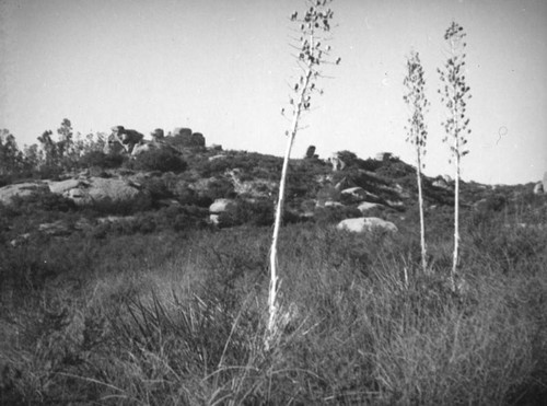 Twin Lakes Park landscape