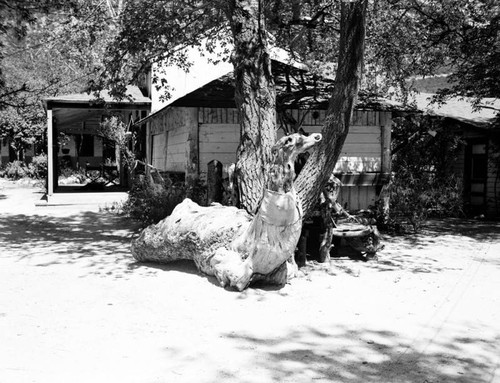 Sea Lion tree trunk at Glen Ranch