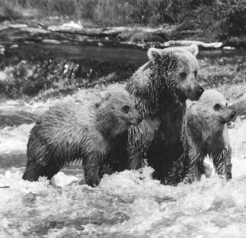 Mother bear and cubs