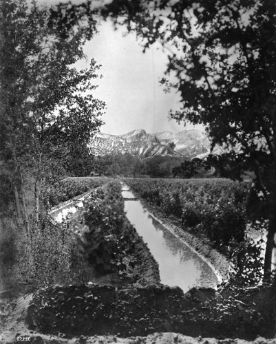 Vineyard in Fresno