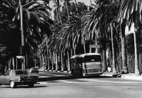 Palm-lined Beverly Hills street