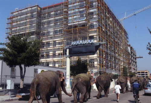 Elephants in Downtown Los Angeles