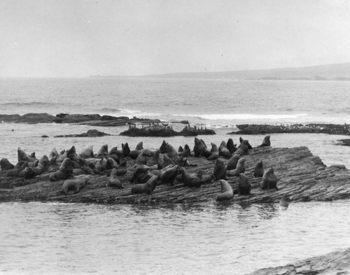 Seals on rock