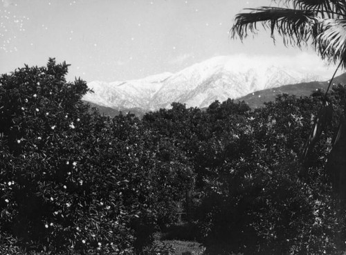 Orange groves and snow