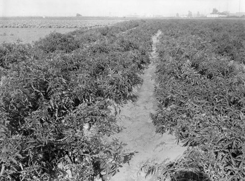 Tomato field