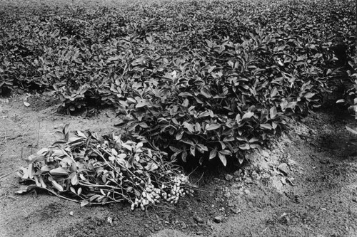 Peanuts in field