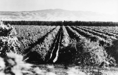 El Solyo Ranch grapes