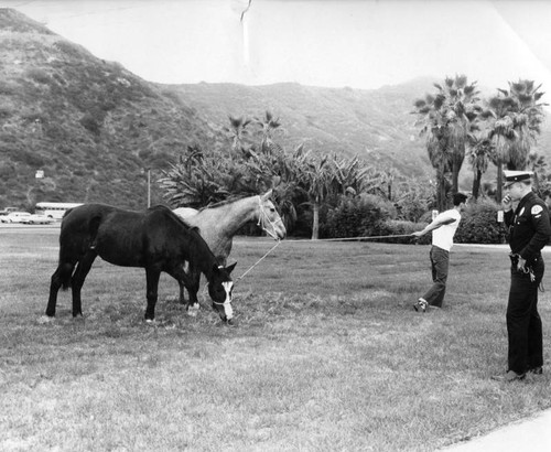 Horses vs. cars on freeway