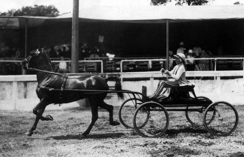 Pony in show