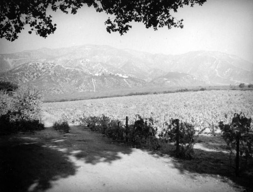 View of a farm taken from Foothill Boulevard in Pasadena