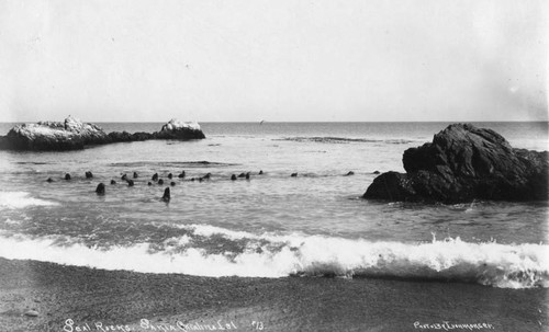 Seals in ocean