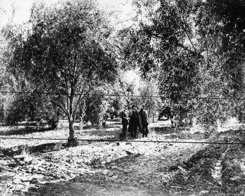 Olive orchard