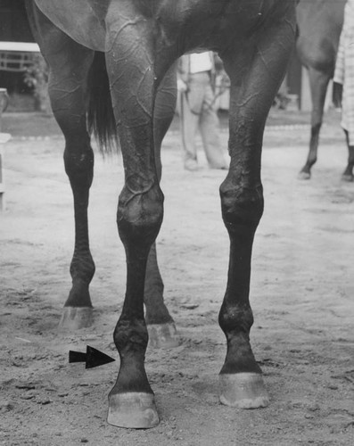 Legs of race horse Seabiscuit