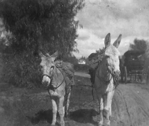 Burros on Pasadena Road