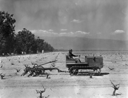 Vineyard in Etiwanda