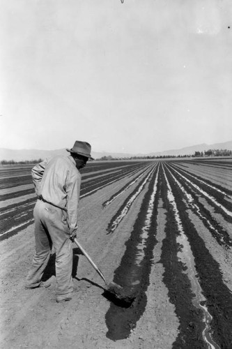 Irrigation of field