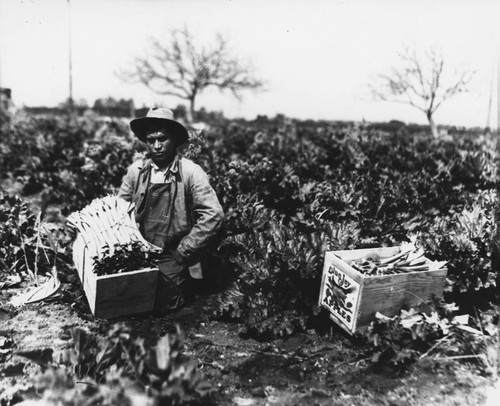 Man with celery