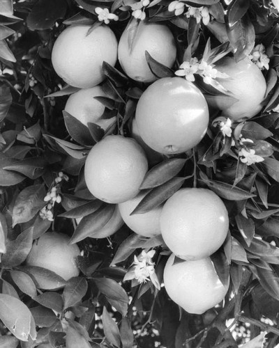 Oranges and blossoms