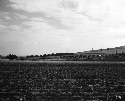 Ventura County farm