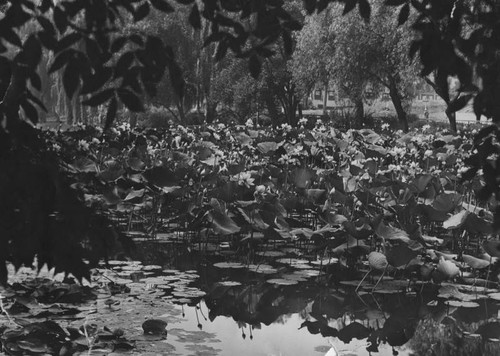 Lotus beds in Echo Park lake