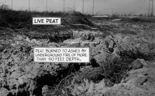 Baldwin Hills peat bed