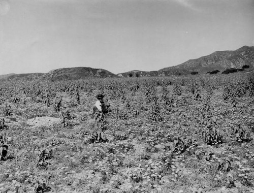 Altadena poppy field