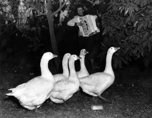 Pet geese respond to accordion notes