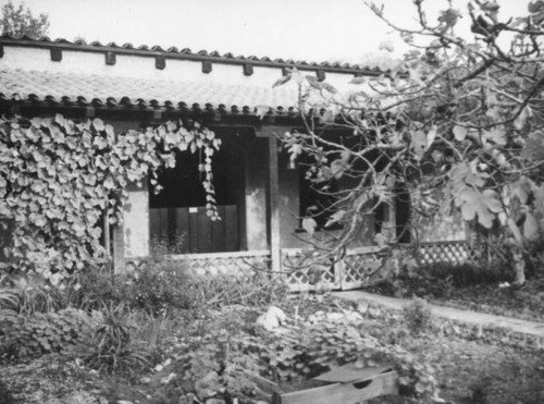 Overgrown garden at Casa de Adobe