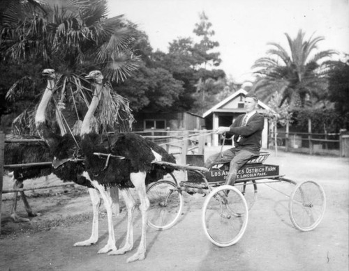 Cart with two ostriches