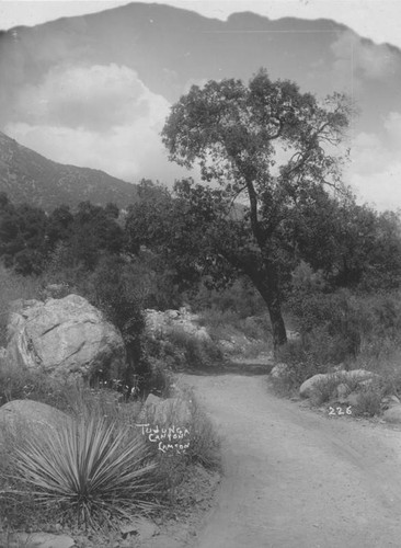 Tujunga Canyon