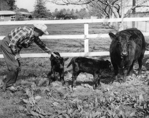 Pete and Re-Pete, twin bulls, are two in 10,000