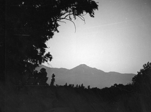 Orange grove with mountains