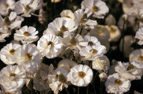 Ranunculus, Los Angeles County Arboretum