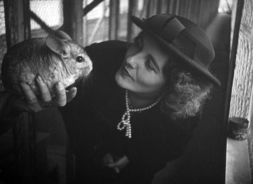 Ethel with chinchilla at the Chapman farm