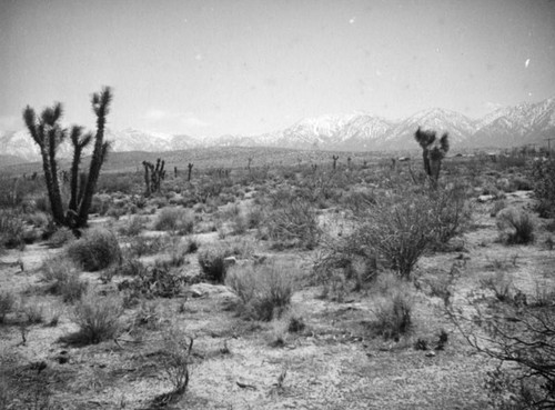 Joshua trees and brush, Mojave Desert