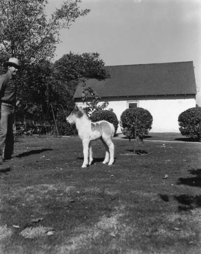 Foal and stablehand at standoff