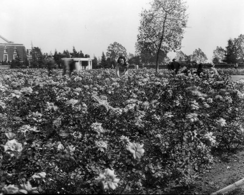 Rose garden at Exposition Park