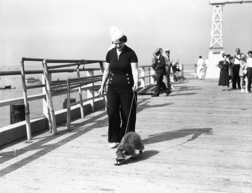 Catalina raccoon on pier