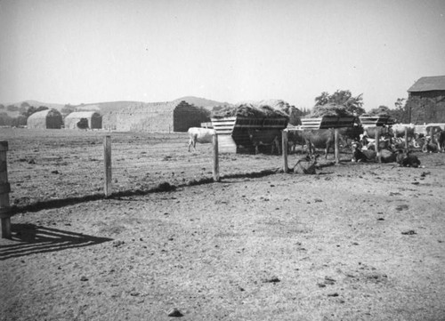 Feeding cows at Adohr dairy