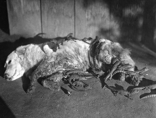 Dog with baby alligators