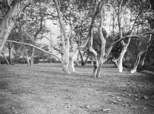 Sycamore Grove Park