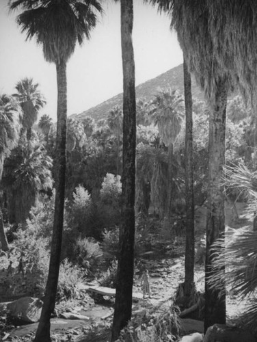 Palm Canyon area