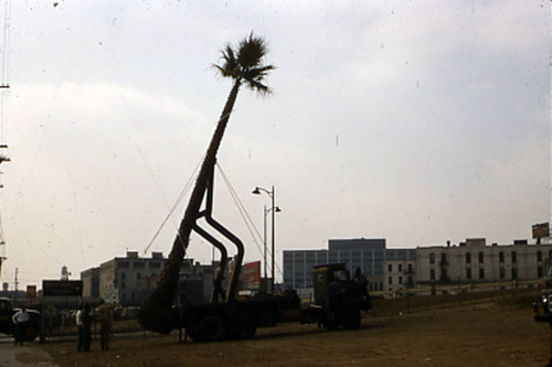 Planting palms, Plaza Park