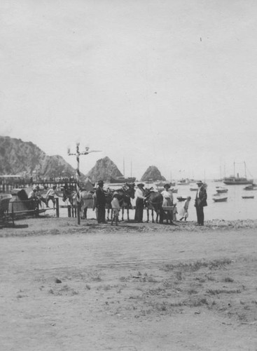 Mules on Avalon Bay