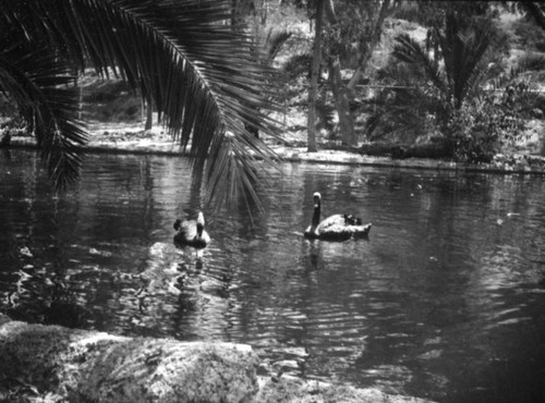 San Diego Zoo swans