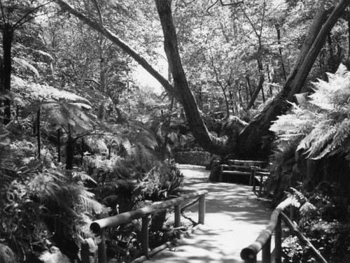 Postcard view of Fern Dell