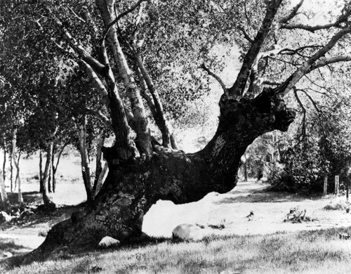 Oak in Placerita Canyon