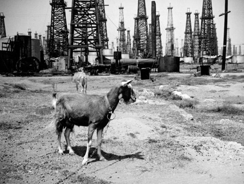 Goats in Huntington Beach oil field