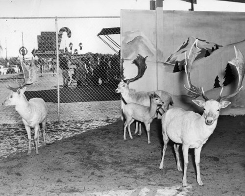 Reindeer settled in Panorama City