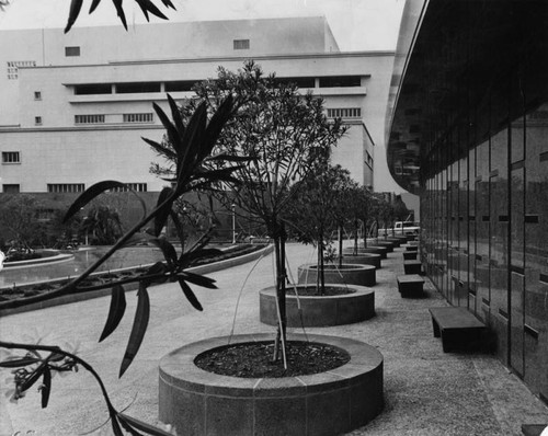 Oleander trees in Civic Center Mall